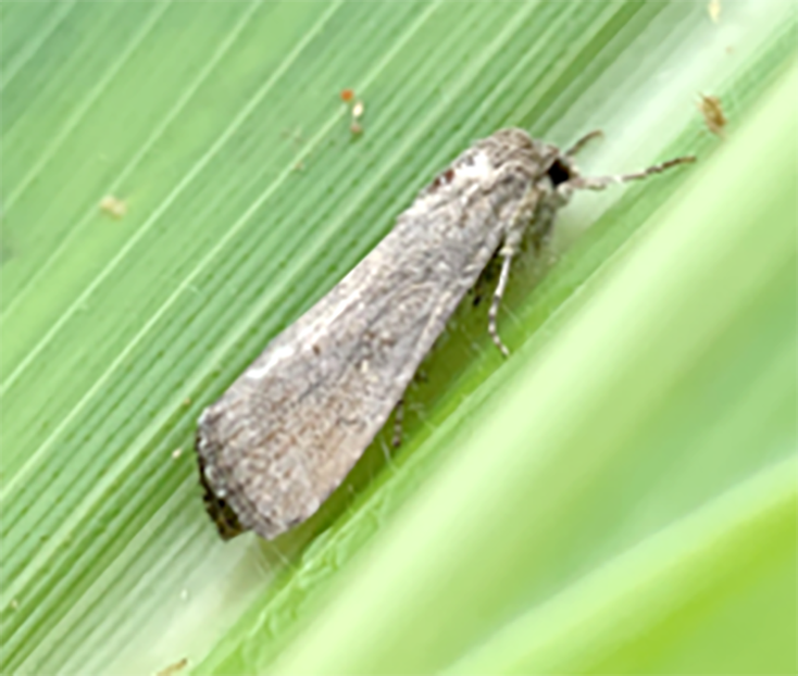Early Detection of Fall Armyworm Vital