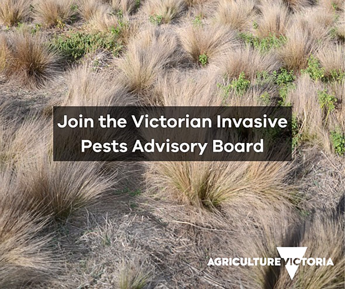 Help Shape the Future of Invasive Pest and Weed Management