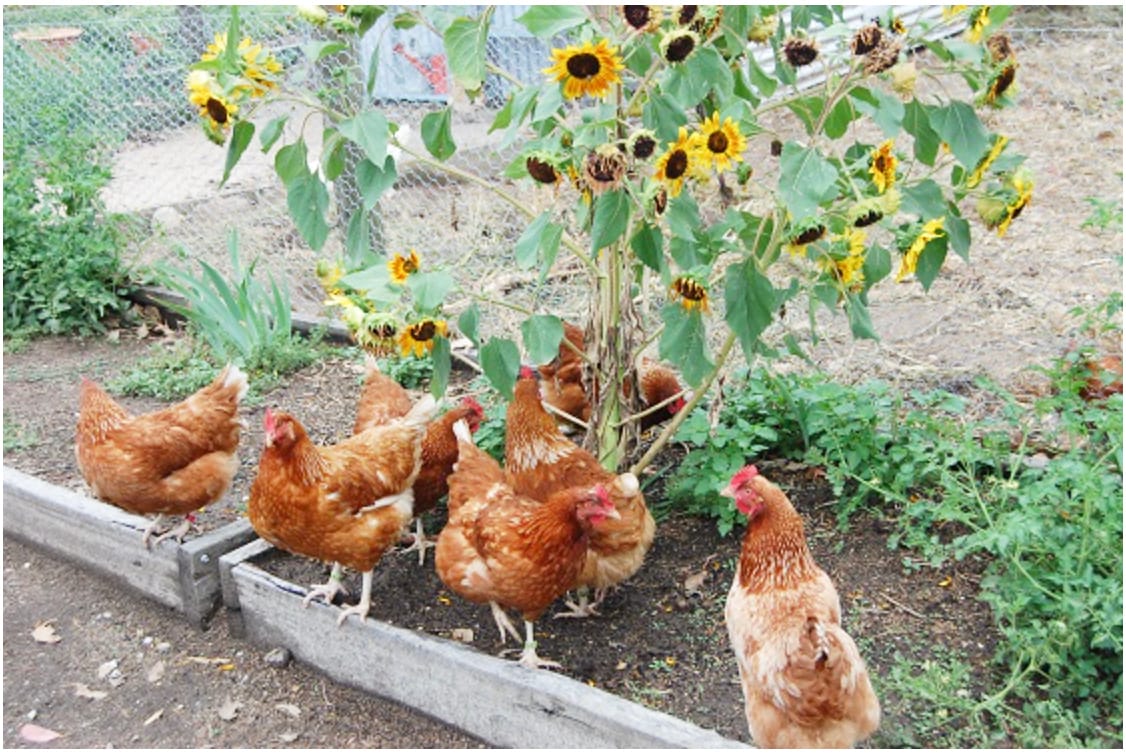 Well-Earned Retirement for Chickens On the Front Line
