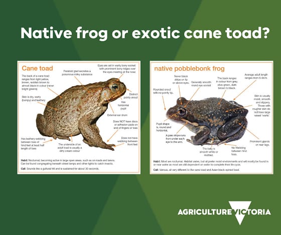 Native Frog or Exotic Cane Toad?