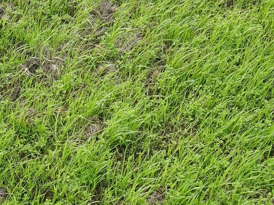 Be Ready for Weeds this Autumn