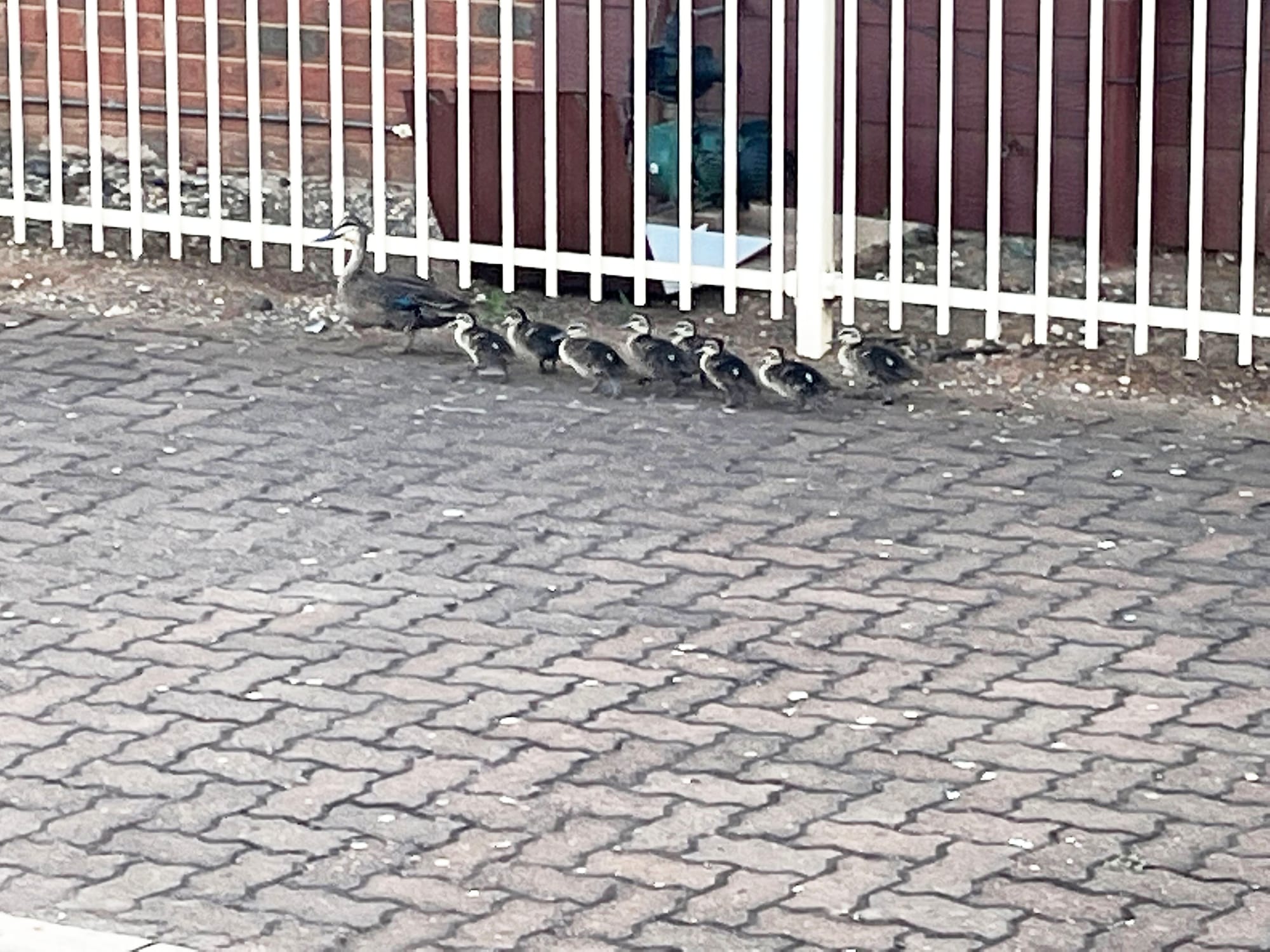 Woods Street Wanderers