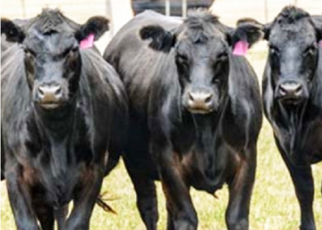 Preparing for and Responding to an Outbreak: Foot-and-Mouth Disease Webinar