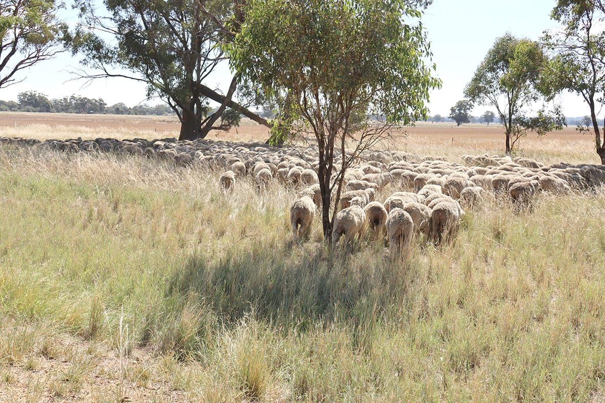 Shelter to Prevent Livestock Heat Stress