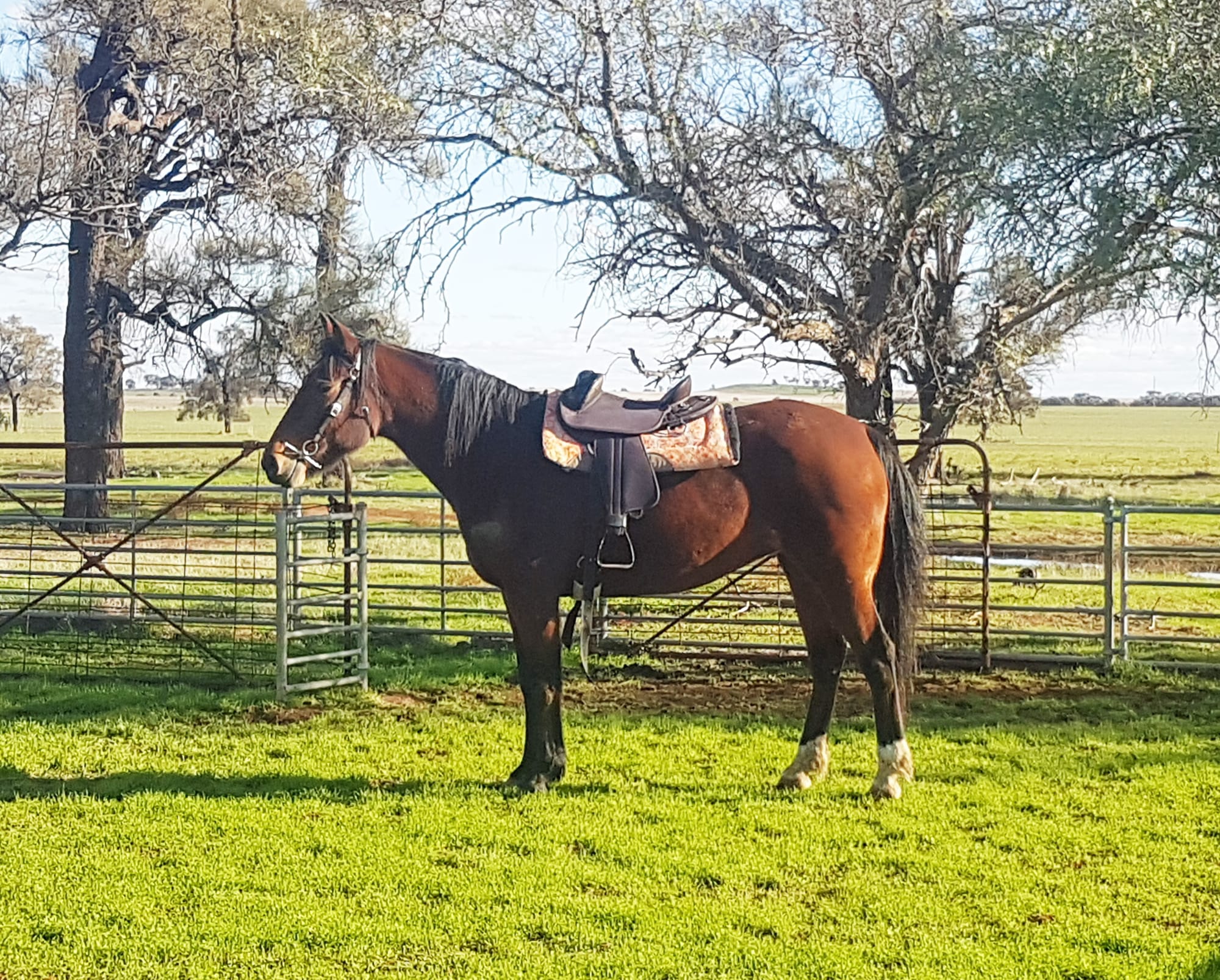 Rosie wearing Percy’s saddle and bridle. They barely needed adjusting. If only the same could be said for the rider.