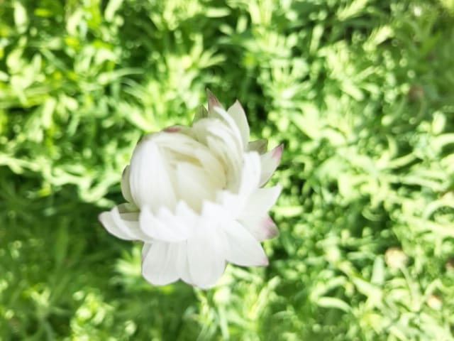 Paper Daisies in Willow Court