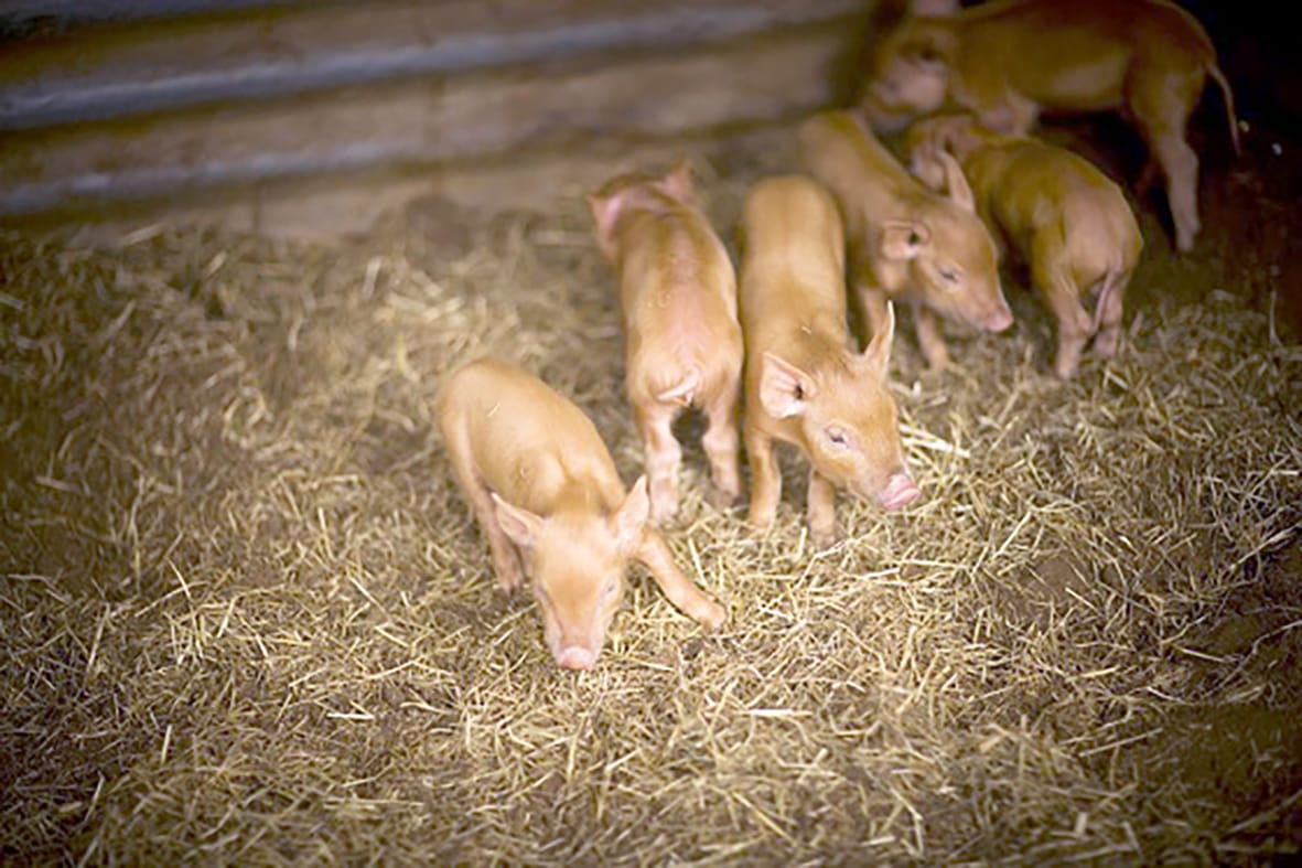 Things to Remember When Keeping Pigs