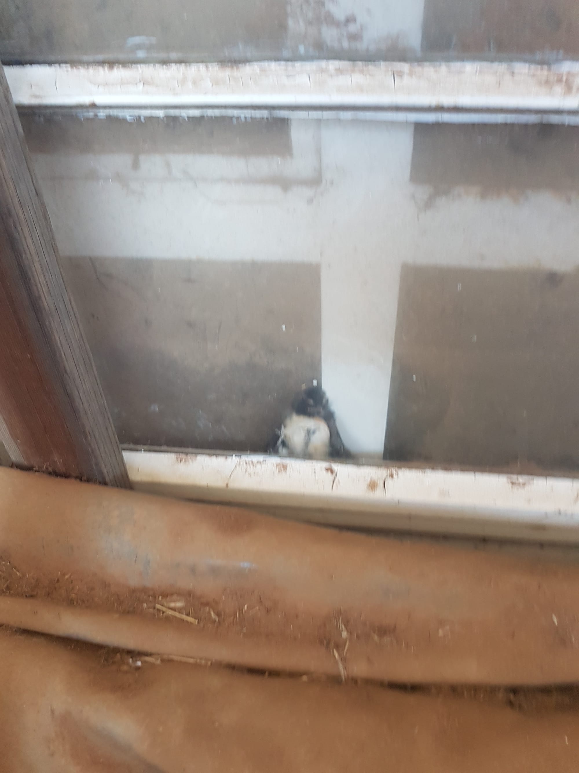 Willy-Wagtail baby, needing rescuing.