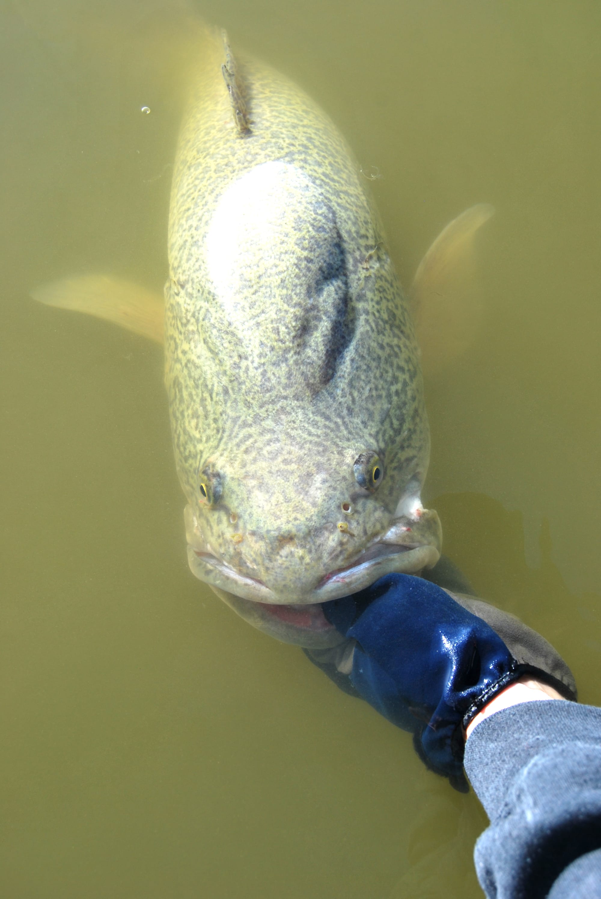 Murray Cod Season Opens This Weekend