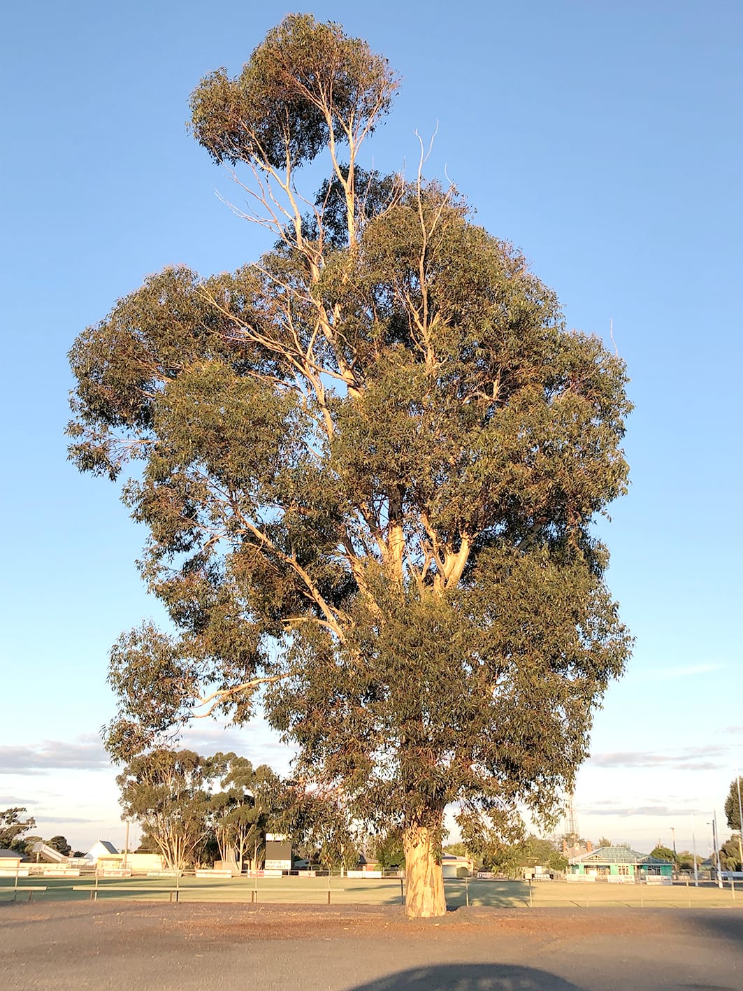 The Trees of Birchip – and Tales They Could Tell