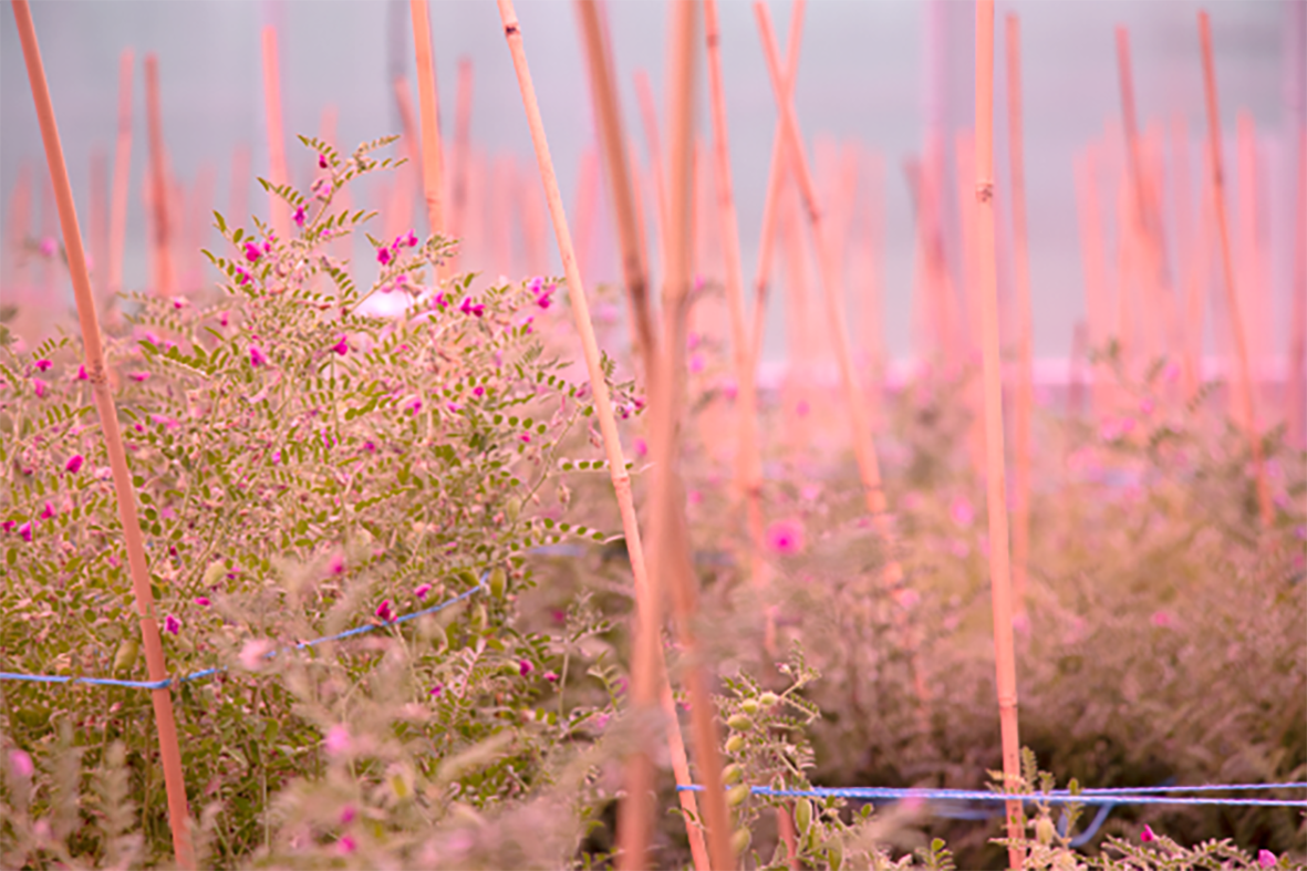 Pulse Protein Research to Meet Global Demand