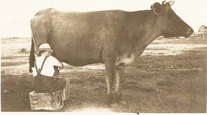 Ian Elder learning to milk a cow, “Elderslie”, December 1930.