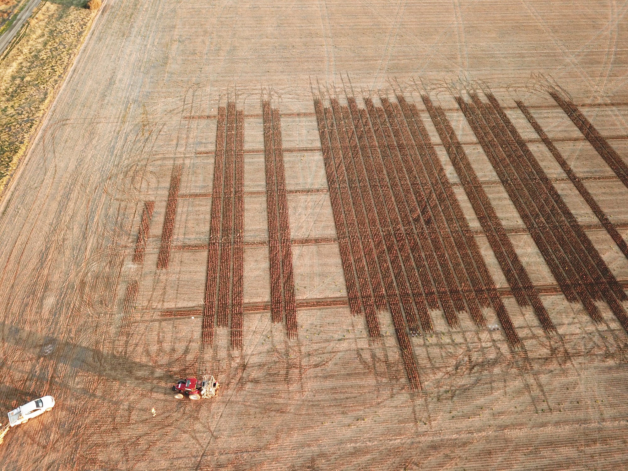 BCG Sowing Update May 2020