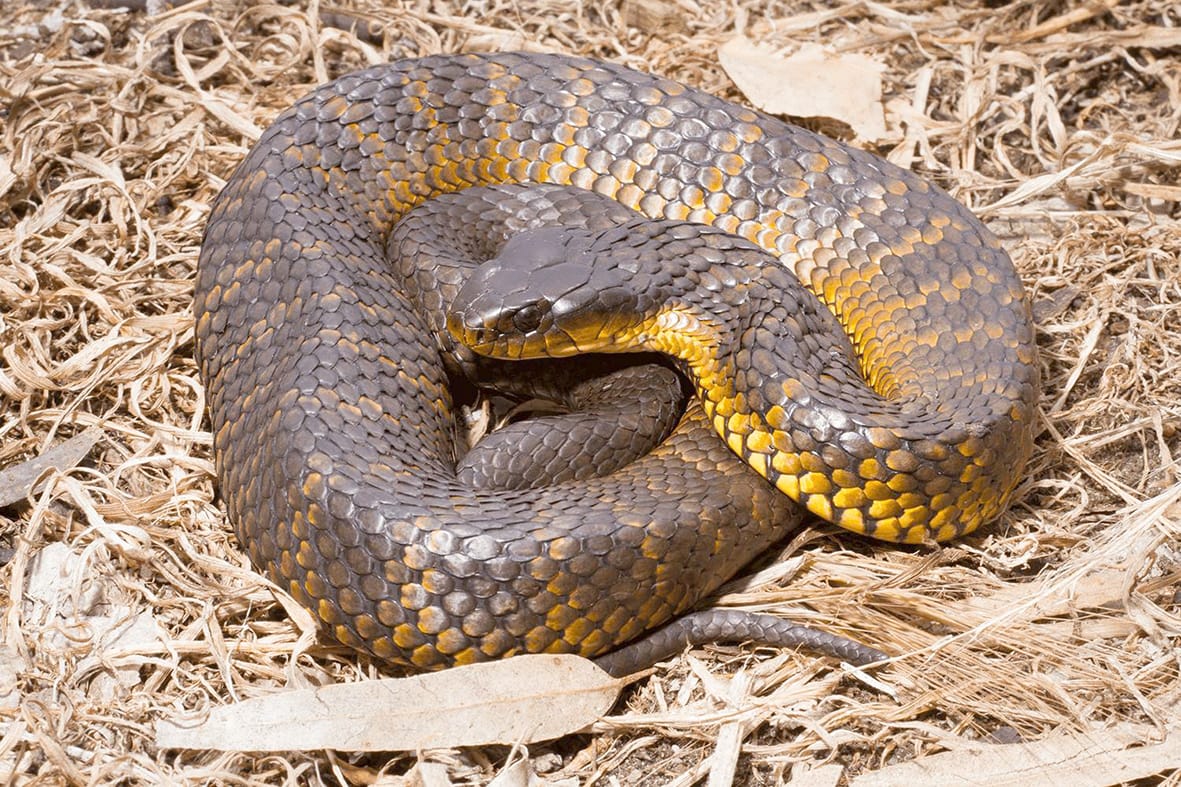 The Snake Season is Here . . . Be Prepared, Stay Safe