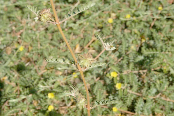 Landowners urged to get serious with bindii