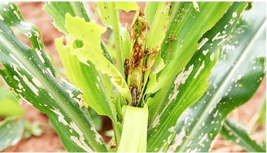 Monitor for Armyworm
