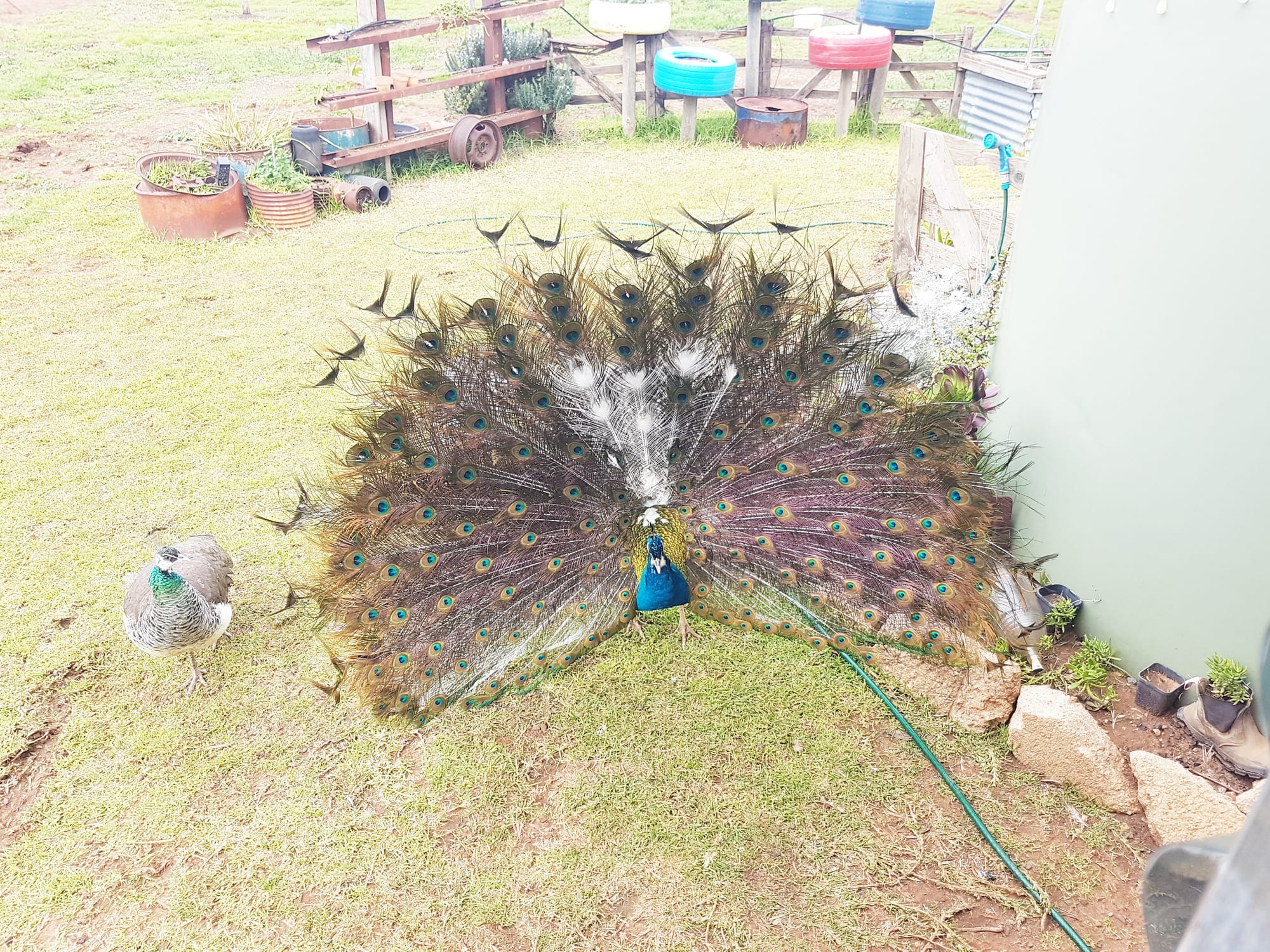 Percy’s Poultry Unplugged