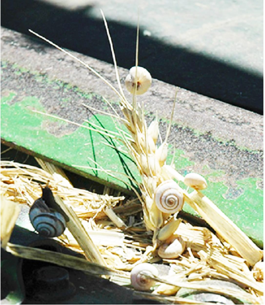 The Need for Snail Control