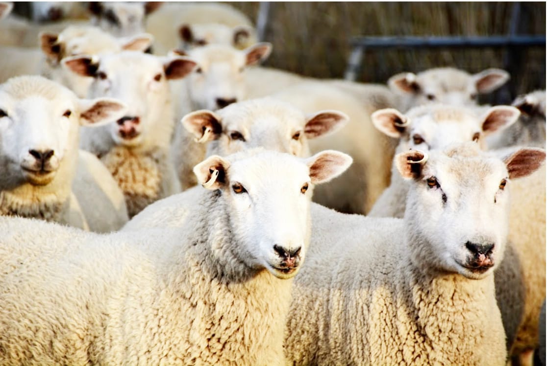 Multi Health Issues in Sheep This Season