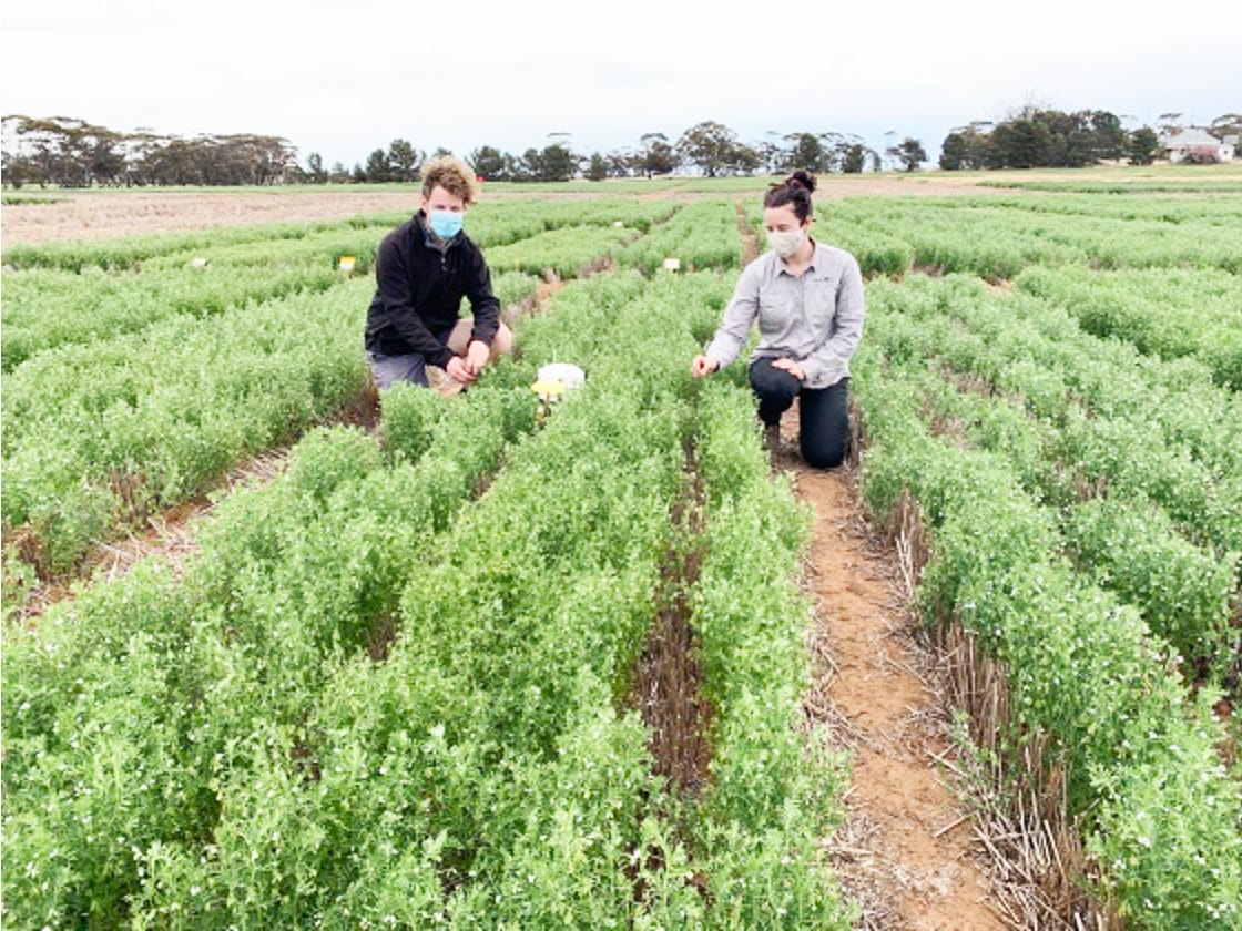Helping Mallee Farmers to Profit from Pulses