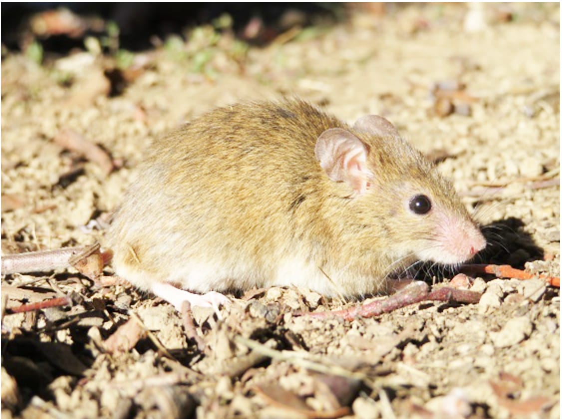 Five Tips for Mouse Control on Farms