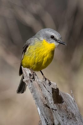 “Bird Man” at History Meeting