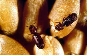 The Right Spring-clean Keeps the Insects Away