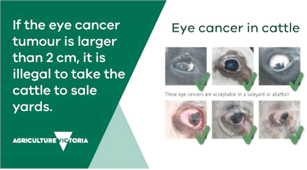 Eye Cancer in Cattle — Know the Responsibilities