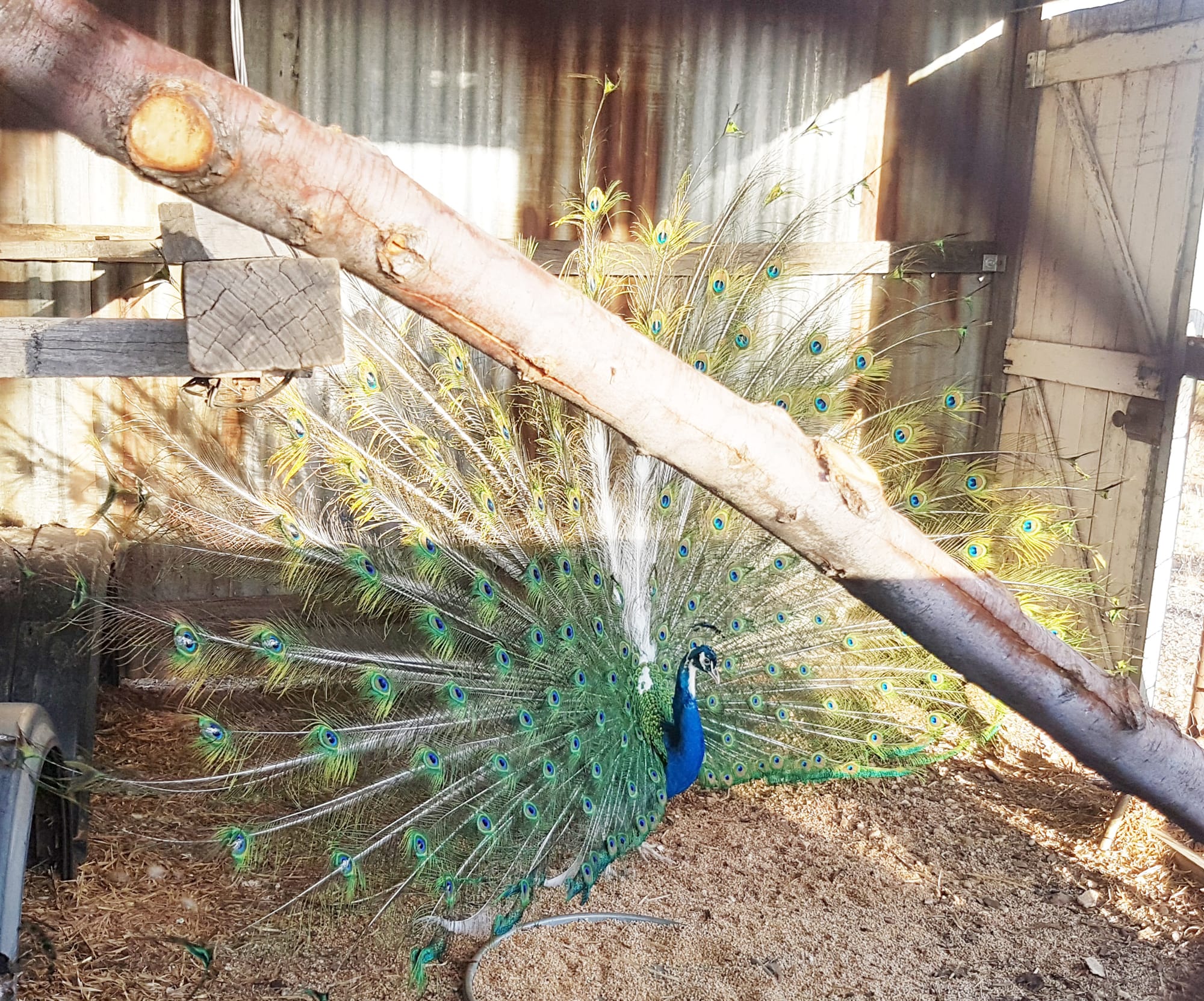 Neville a mature pied peacock certainly takes up space in the old stable when in full display.