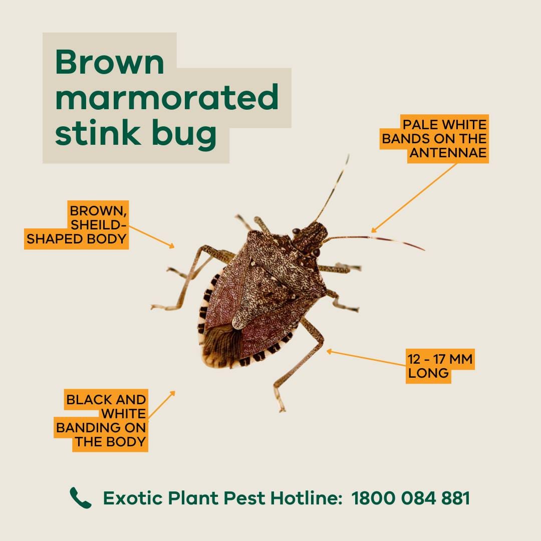Be on the Lookout for Marmorated Stink Bug