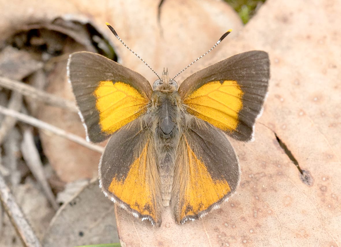 Protecting a Very Special Butterfly