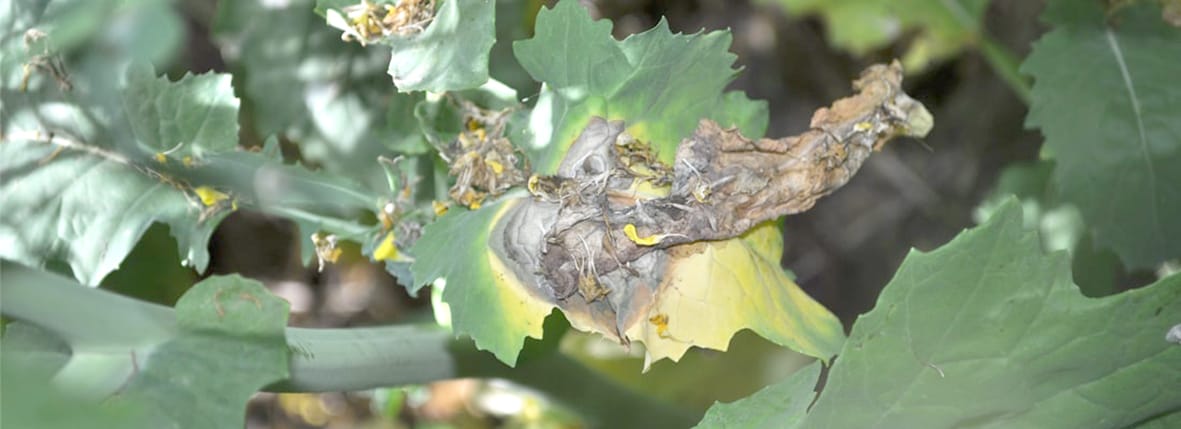 Discovery to Improve Resistance in Canola