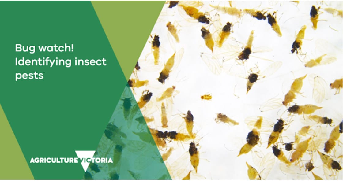 New Research to Trial Pests in Fruit and Veg.