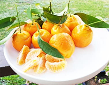 Charlton Showtime, Virtually Speaking