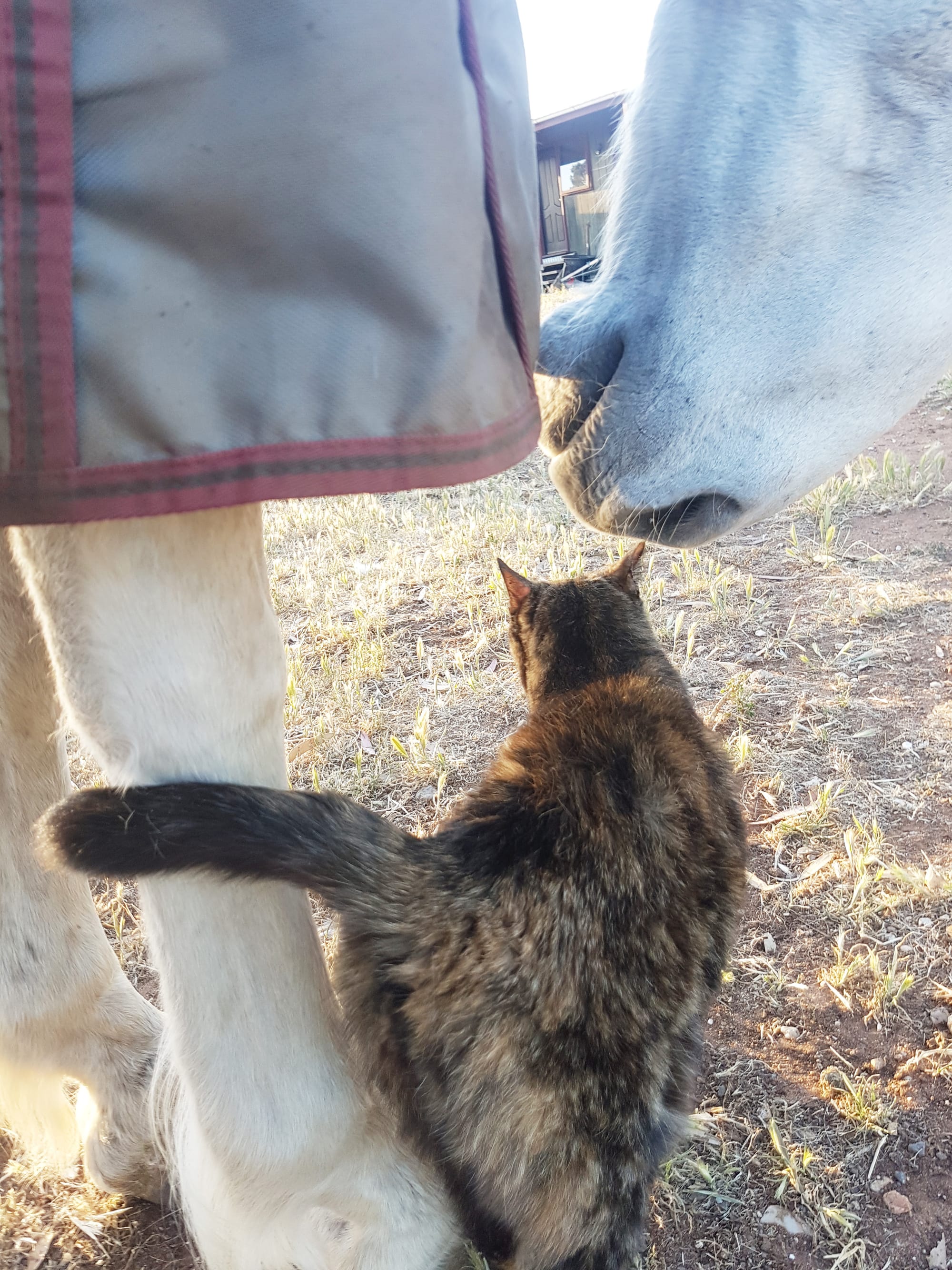 A gentle soul, Percy could be trusted with any one of any size.