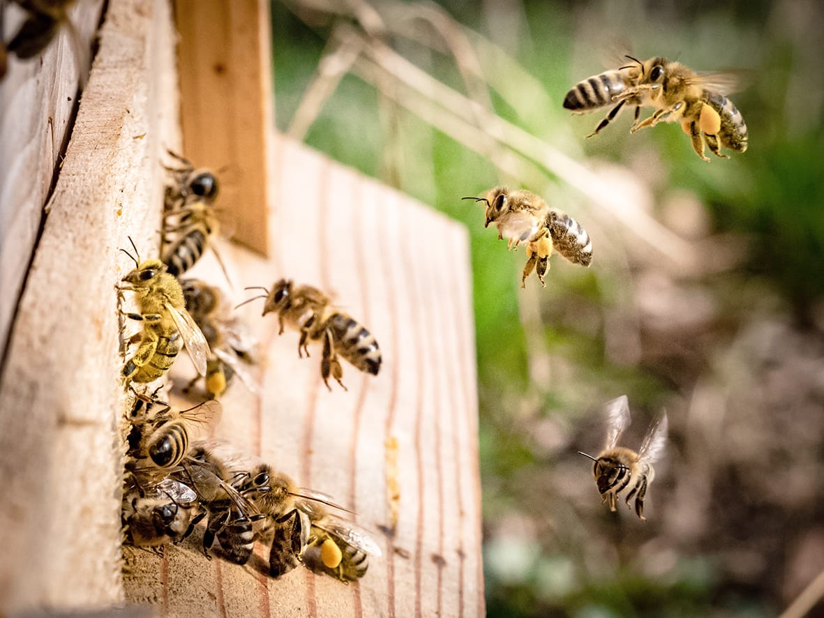 Boost for Beekeeper’s Varroa-monitoring Toolkit