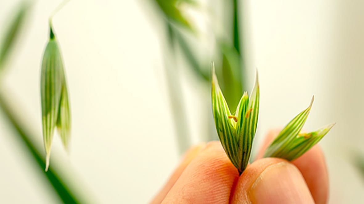 GRDC Launches Research Consortium for Oat Market
