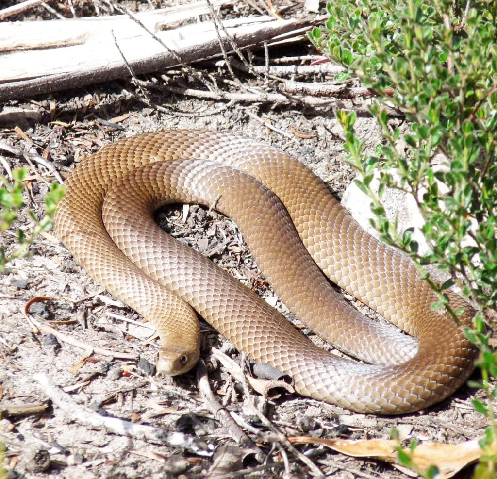 Snakes Slither Out in Spring