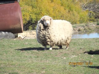 Shearing to Prevent Animal Welfare Issues