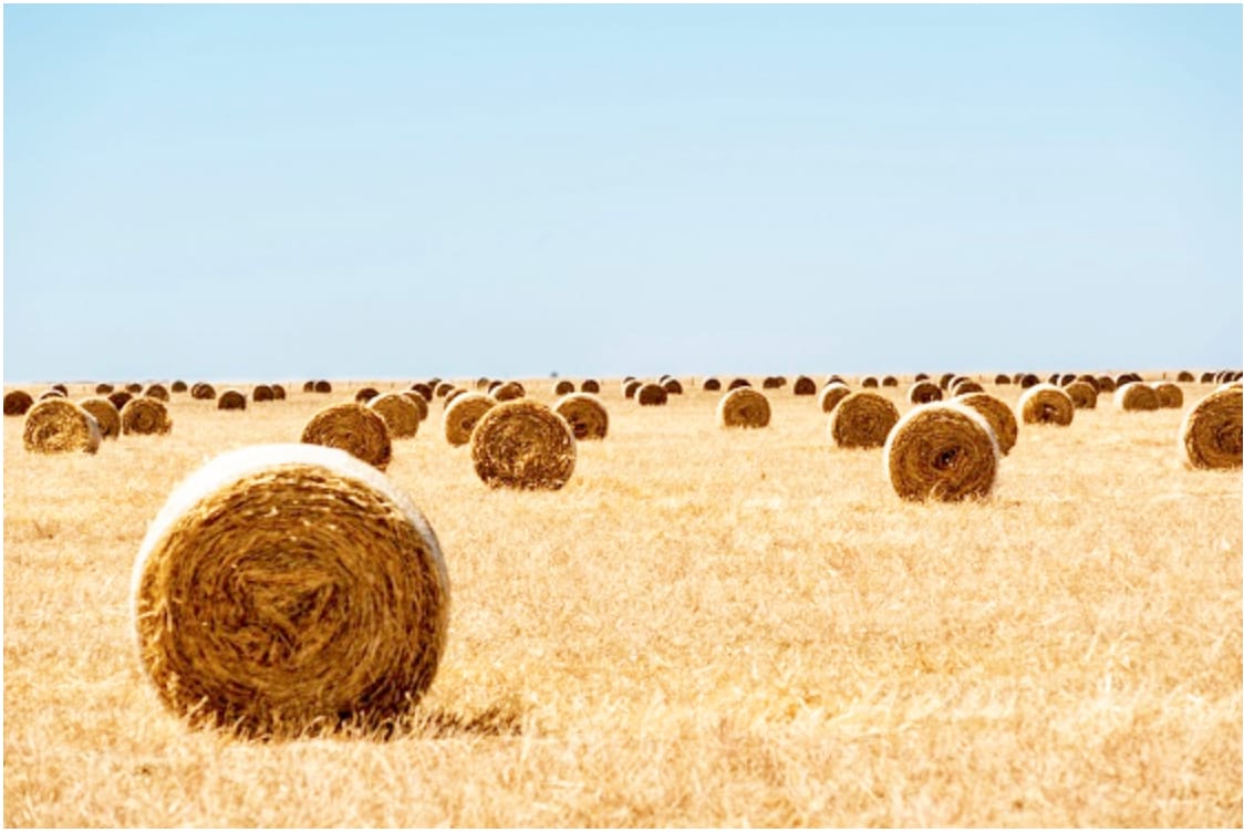 Cutting Crops for Hay Bales