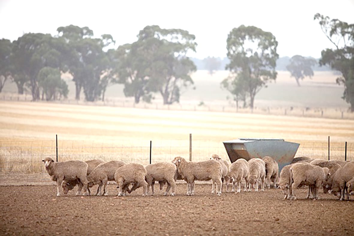 Caring For Your Stock in Dry Seasonal Conditions