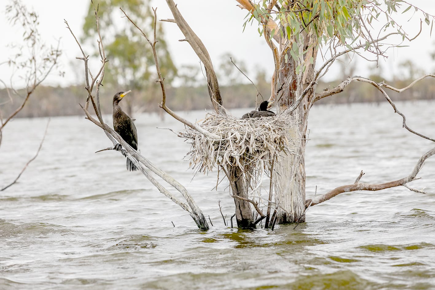 Waterbirds Flock to Mallee Floodplains