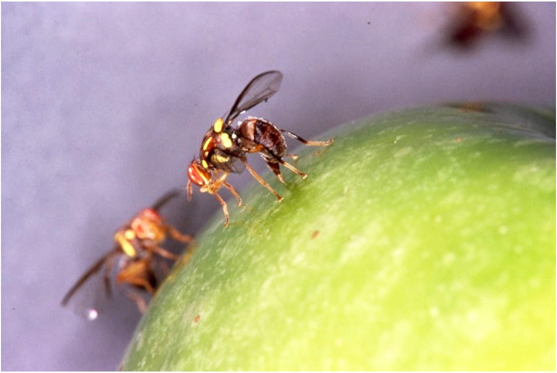 New Support in Fruit Fly Fight