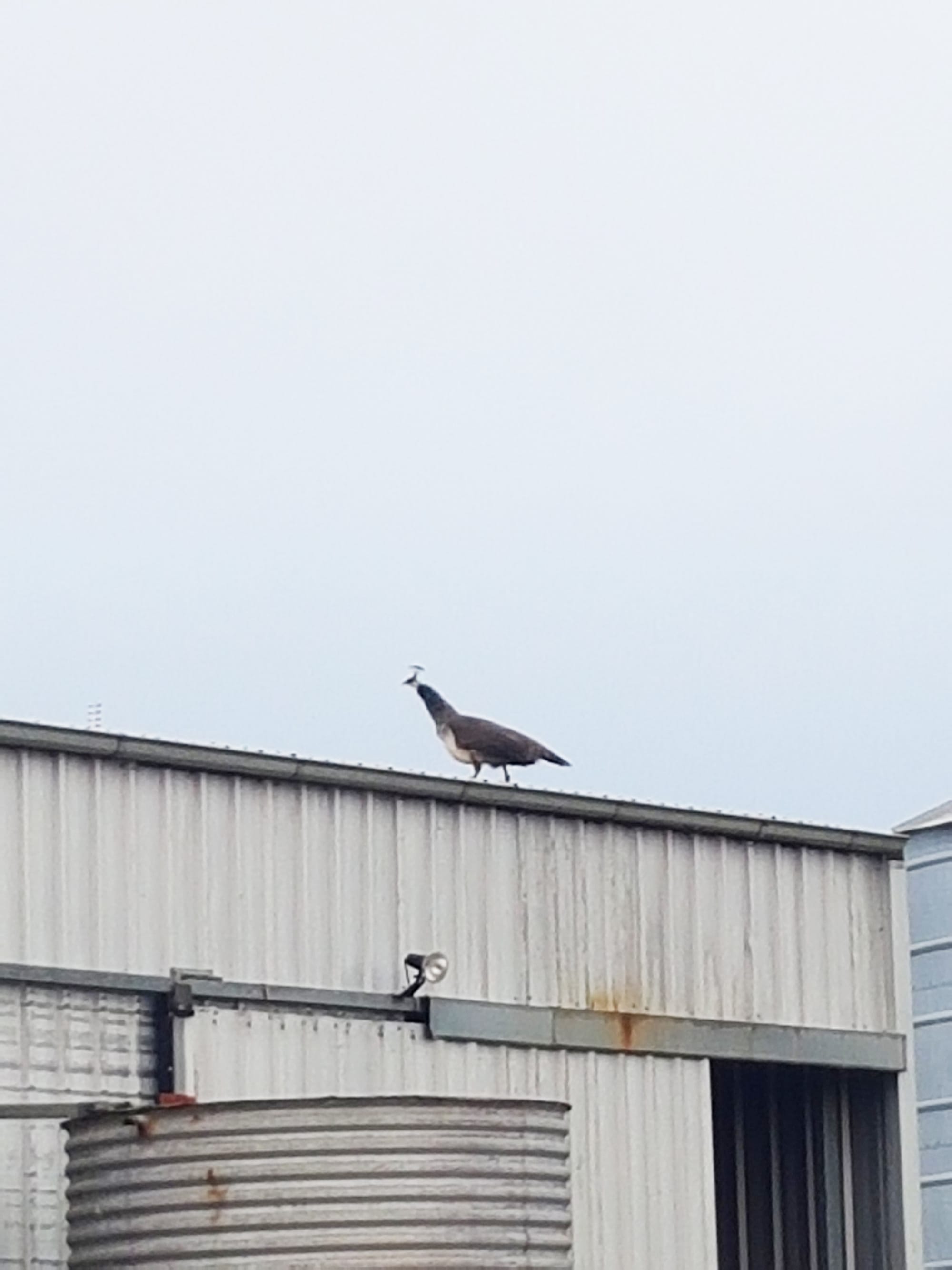 The younger peahen Lindy on the roof of the shed. This is the least of her mischief.