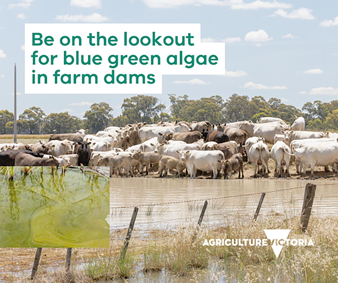 Be on the Lookout For Blue Green Algae