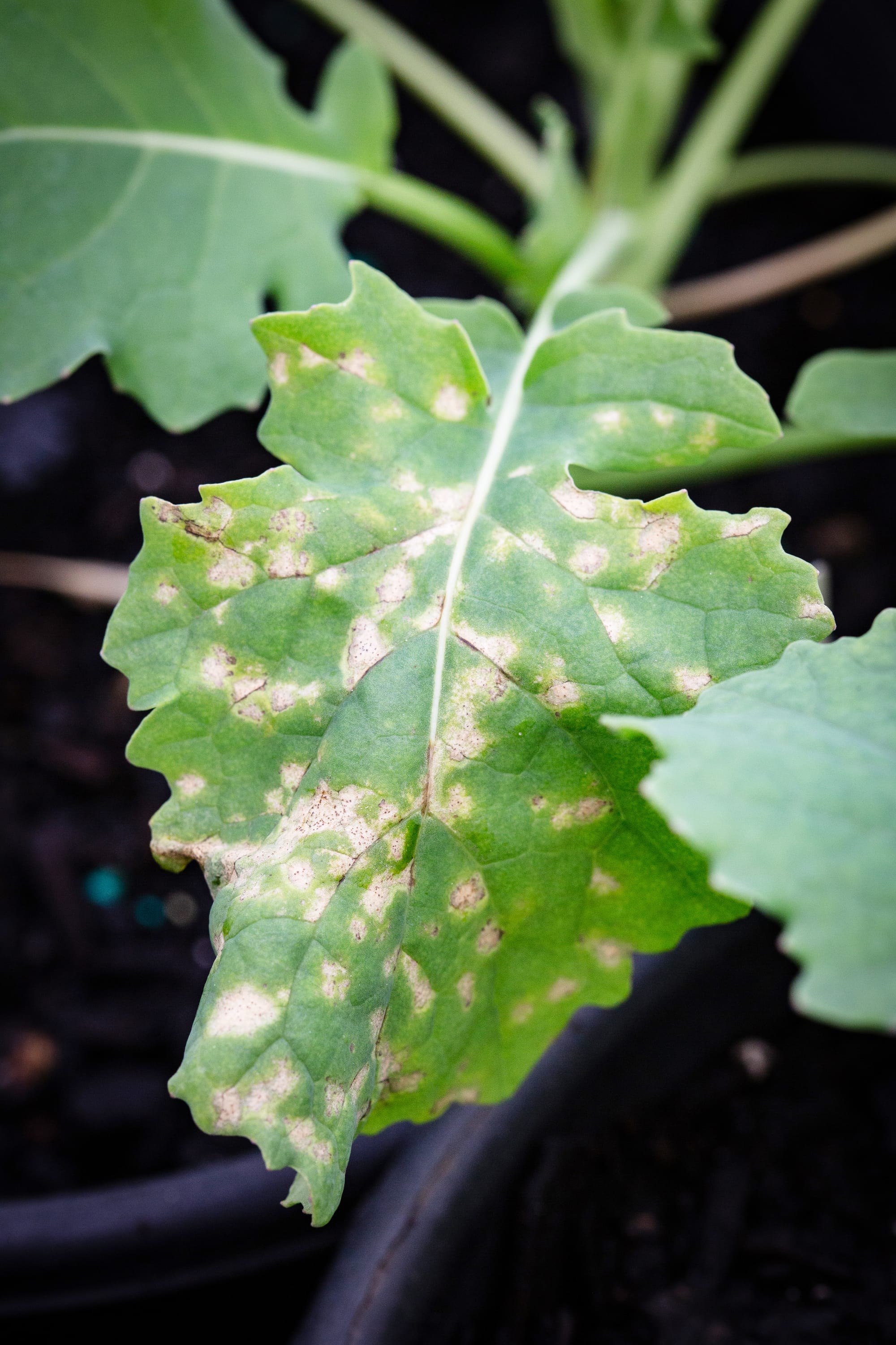 Blackleg leaf lesion infection. Photo provided by Steve Marcroft.