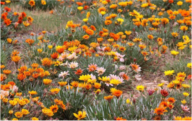 Help Stop the Spread