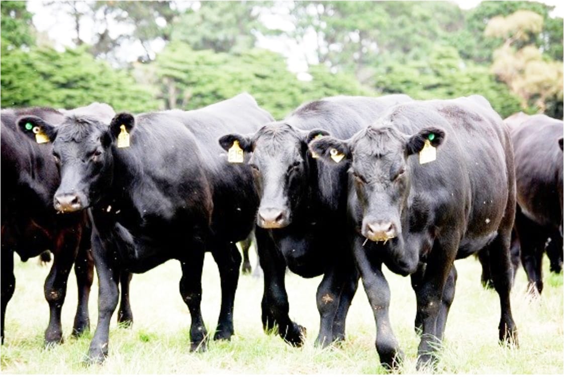 Decision Time on Livestock Conditions