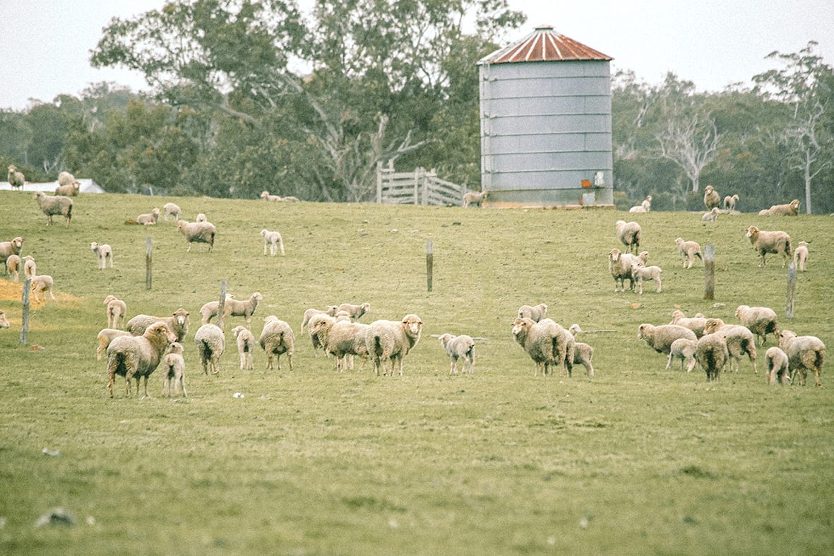 Sheep Producer Sentiment Rises with Better Outlook, Prices