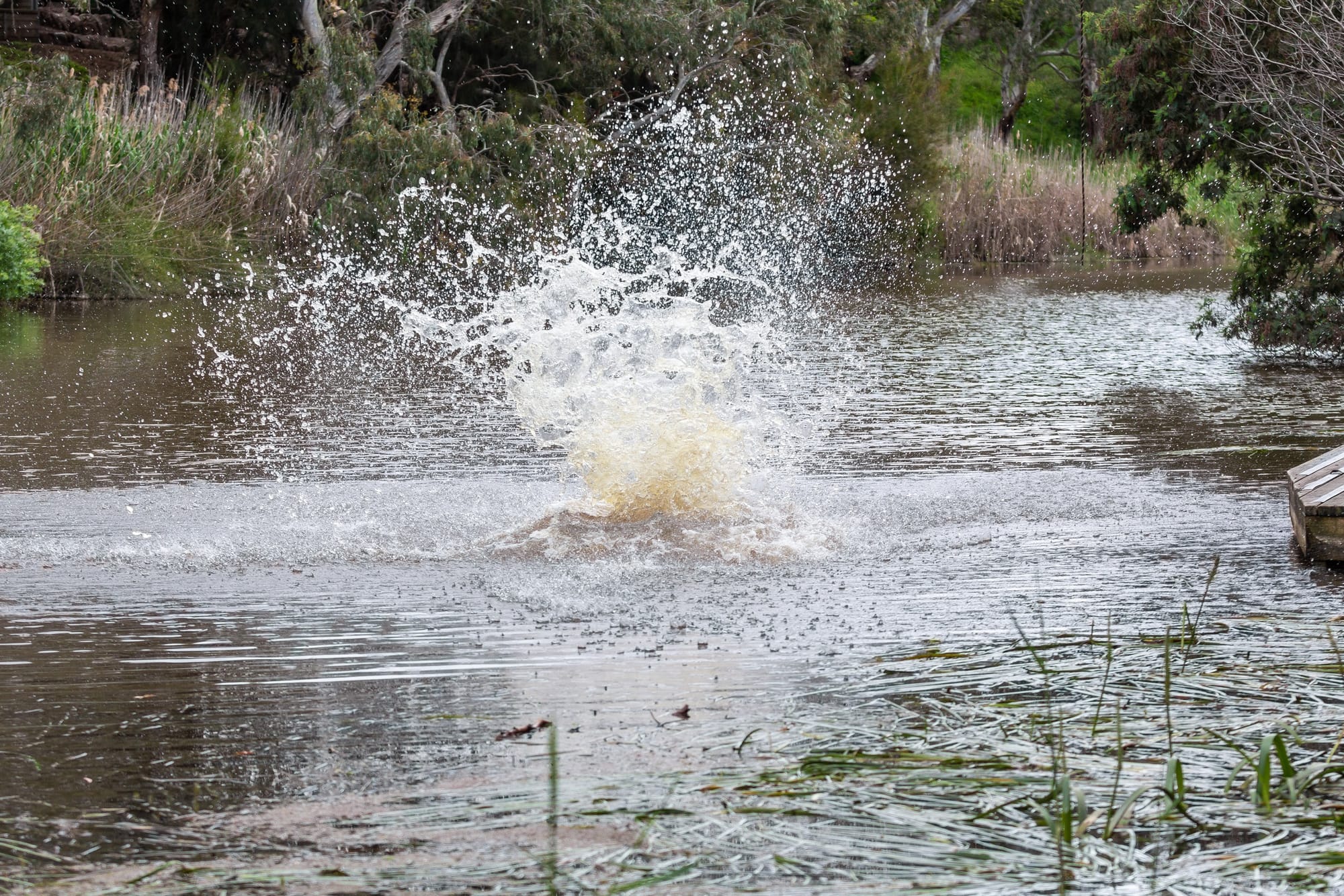 Birchip Landcare Shares Healthy Rivers Grants